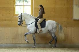 Dressage horse